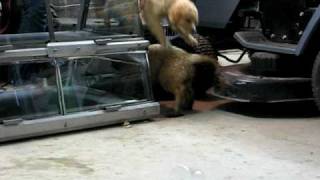puppy video tiffany 007.AVI