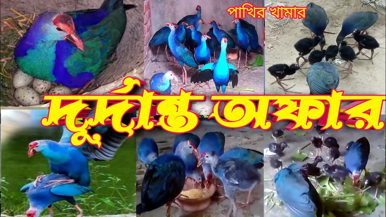 দুর্দান্ত অফার বাচ্চা ও রানিং কালিম পাখি বালিহাঁস জলময়ুর জলমুরগি কথা বলা ময়না পাখি জাভা লাভবার্ড