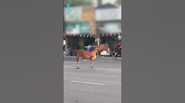 Alistar đi lạc và cái kết... 😭