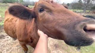Cows and Baby Calves
