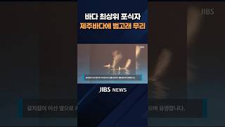 제주바다에 최상위 포식자 범고래 무리 출현 #JIBS #제주 #제주방송 #1분숏폼 #뉴스클립 #제주뉴스 #제주바다 #최상위포식자 #범고래 #범고래무리 #이례적출현 #기후변화