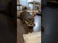 Dad Teased His Otter and…