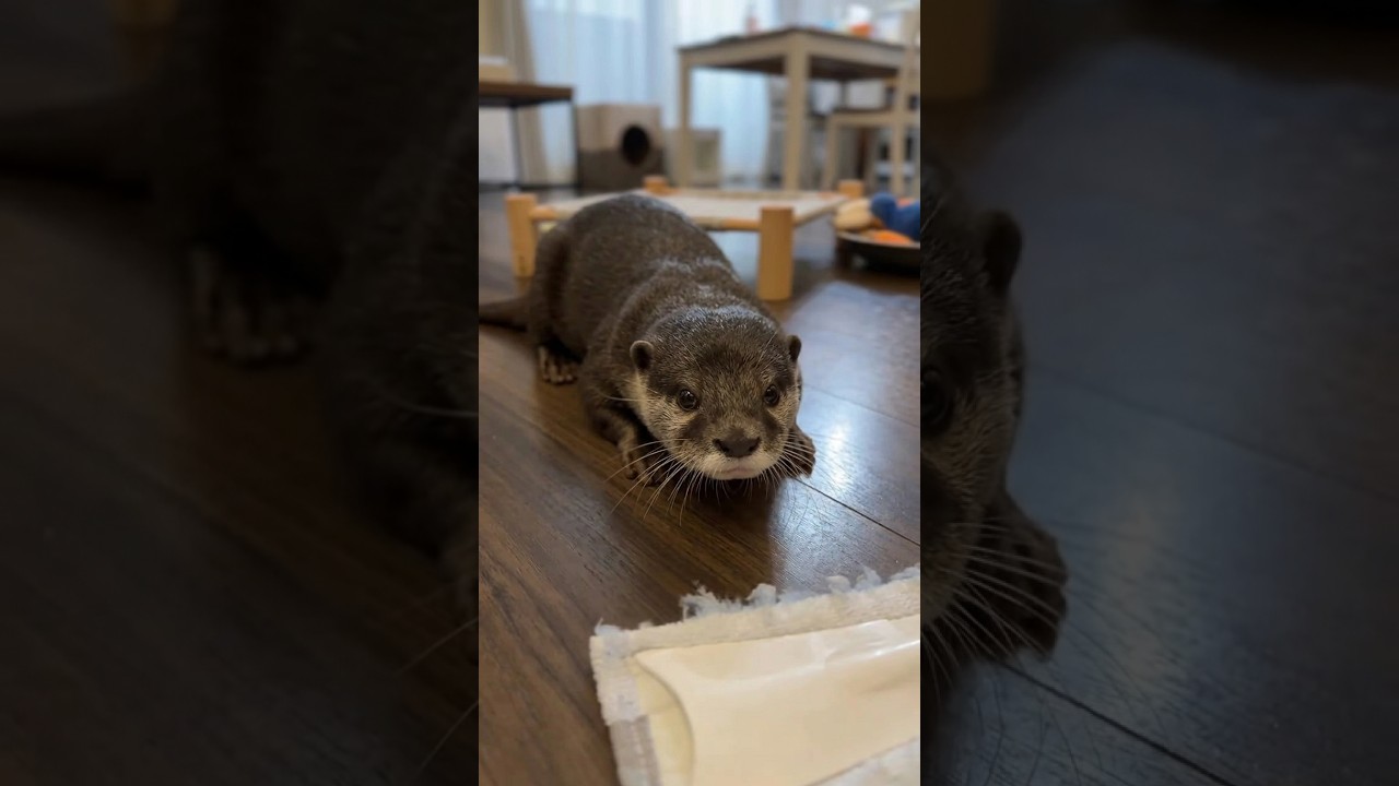 Dad Teased His Otter and…