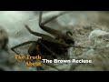 The Truth about the Brown Recluse