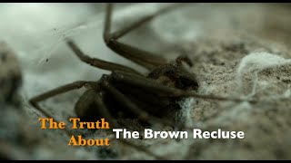 The Truth about the Brown Recluse