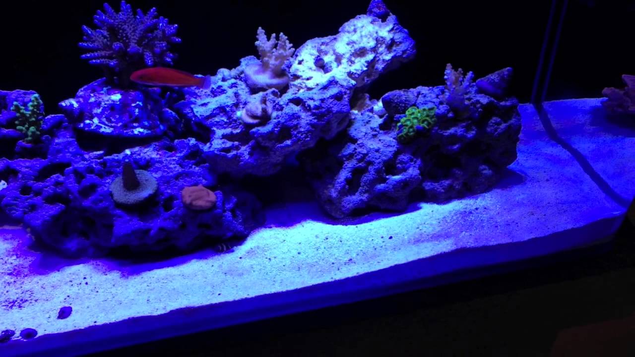 New Cad Lights 34g Mini-ii Reef Setup
