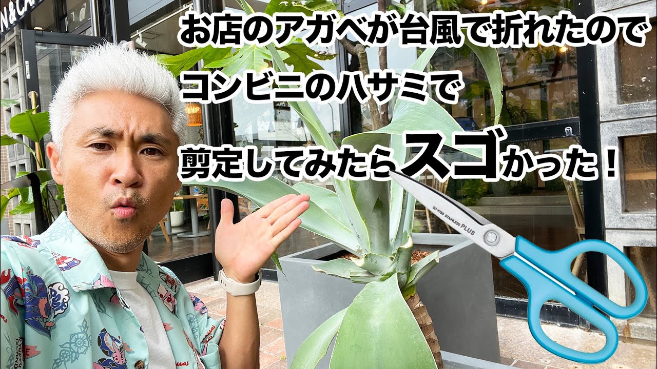 The agave in our shop was broken in a typhoon, so I'll explain how