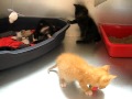 Very cute little kittens playing