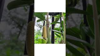 #49 - ZZ Plant Flower