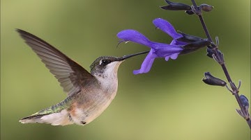 Ruby Throated Hummingbird on Deck Flowers at Lake Muskoka