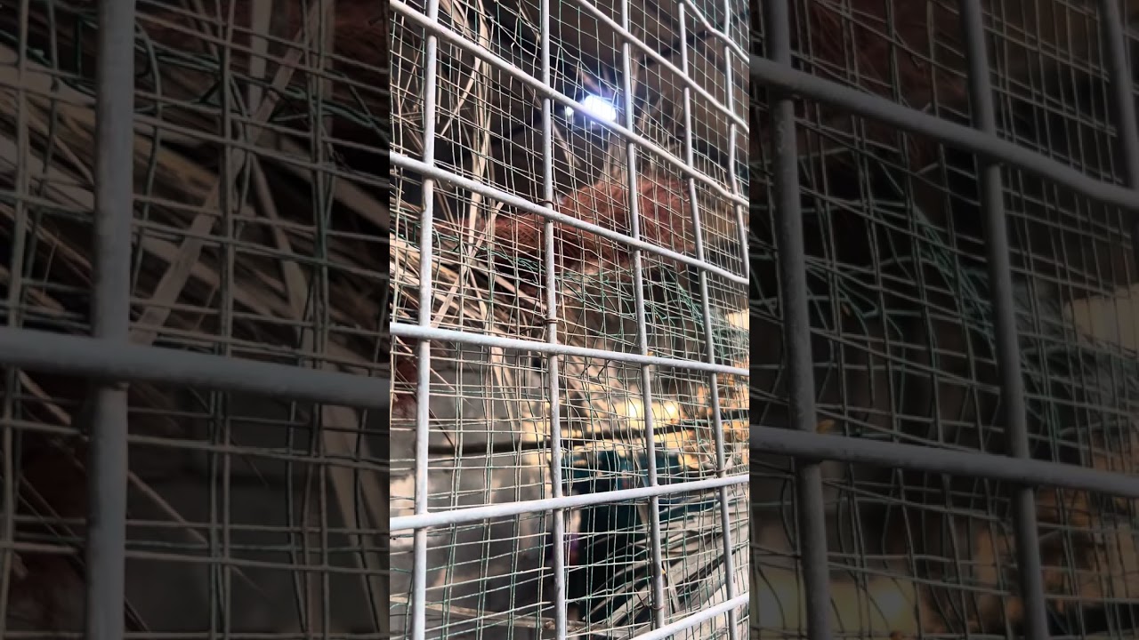 طياريات ومنادات وندهات مجموعه من البلابل شغل بصوت ناصي وسمع تحياتي للجميع لا تنسى الاشتراك في القناه