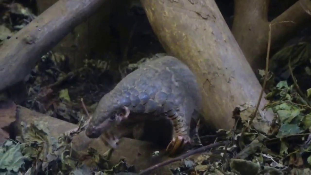 瀕臨絕種的台灣保育類動物穿山甲 Youtube