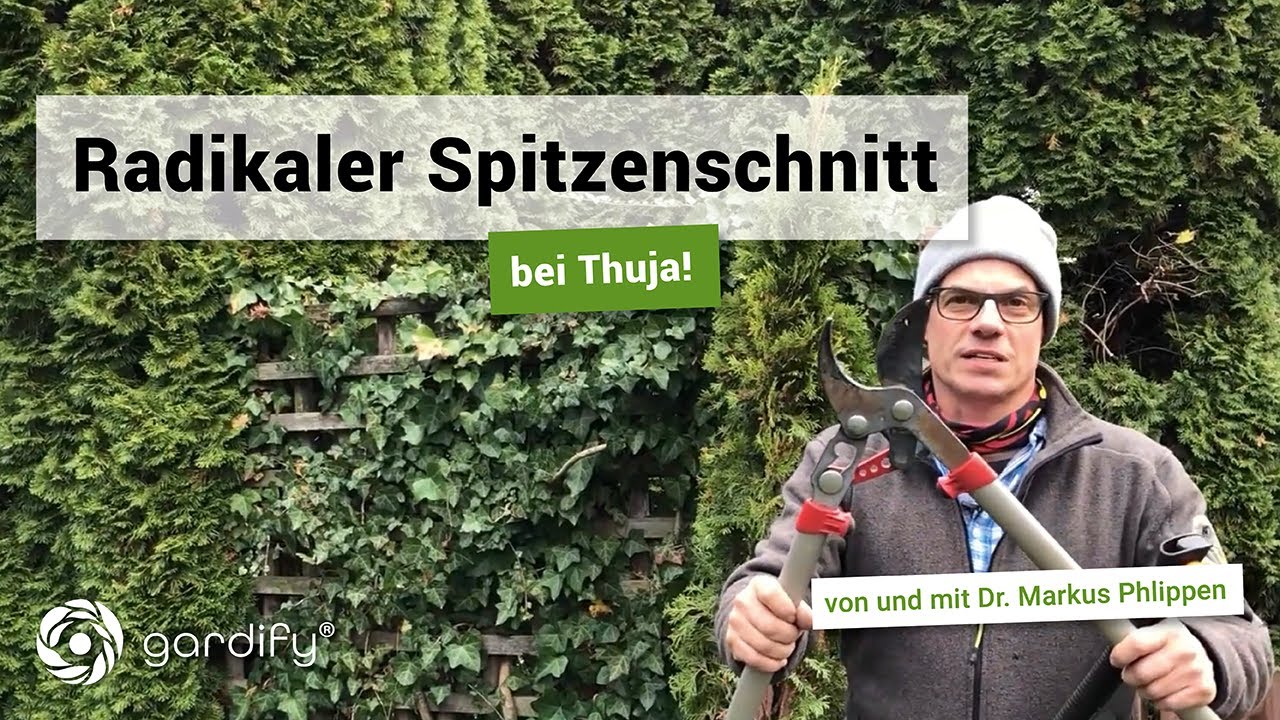 Radikaler Spitzenschnitt bei Thuja: Wann und wie schneidet man Thuja? |  gardify Tipps