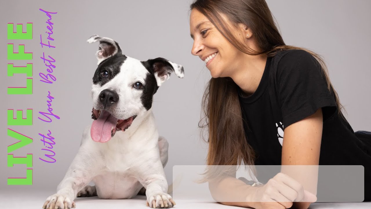 Paws Up! Dog Training Tricks YouTube