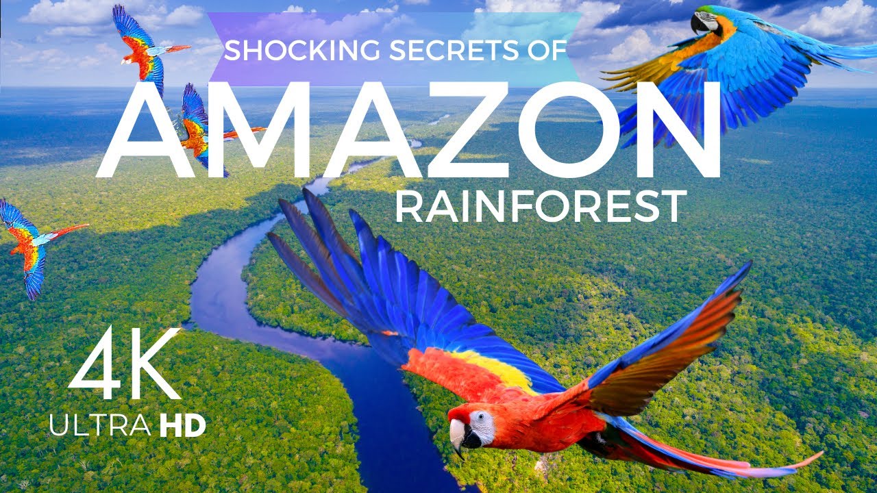 Shocking Amazon Rainforest Secrets Wildlife amazonrainforest Biodiversity 4K