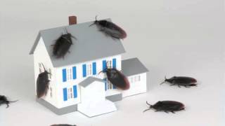 Aaction Pest Control, Pest Management, Simi Valley, CA