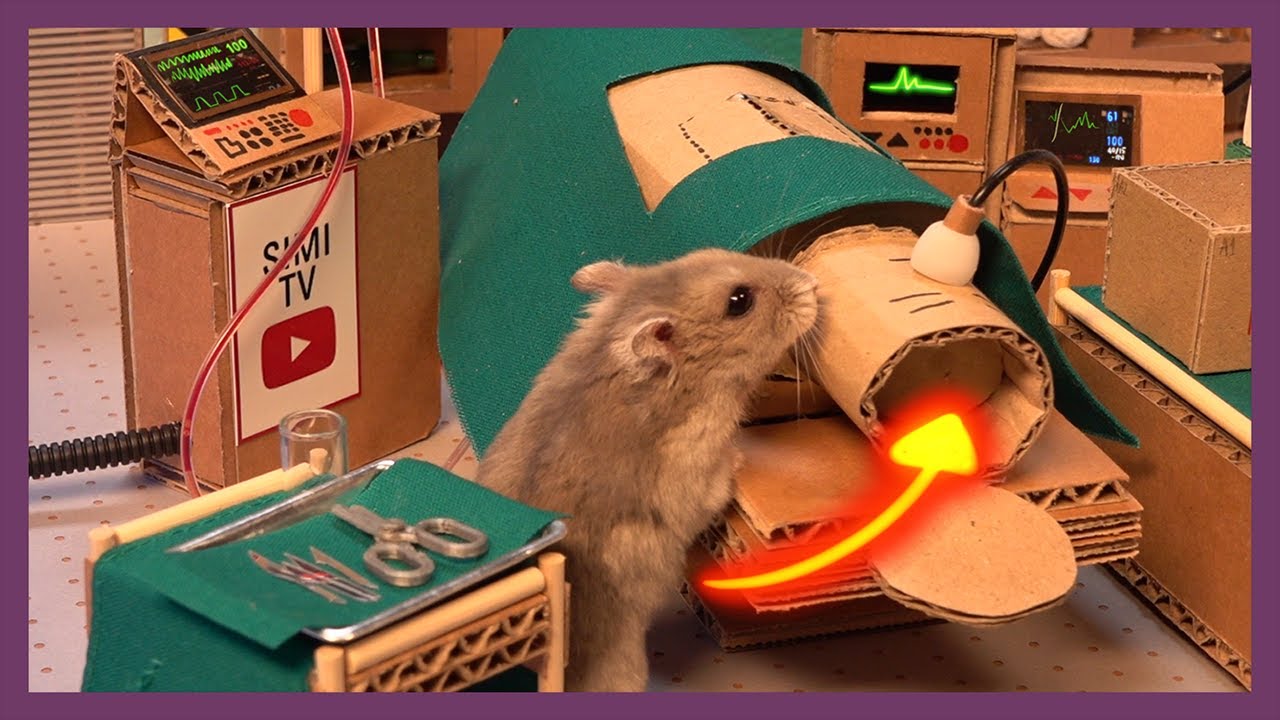 수술실에 들어간 햄스터 (Hamster in the O.R.) [ENG SUB]