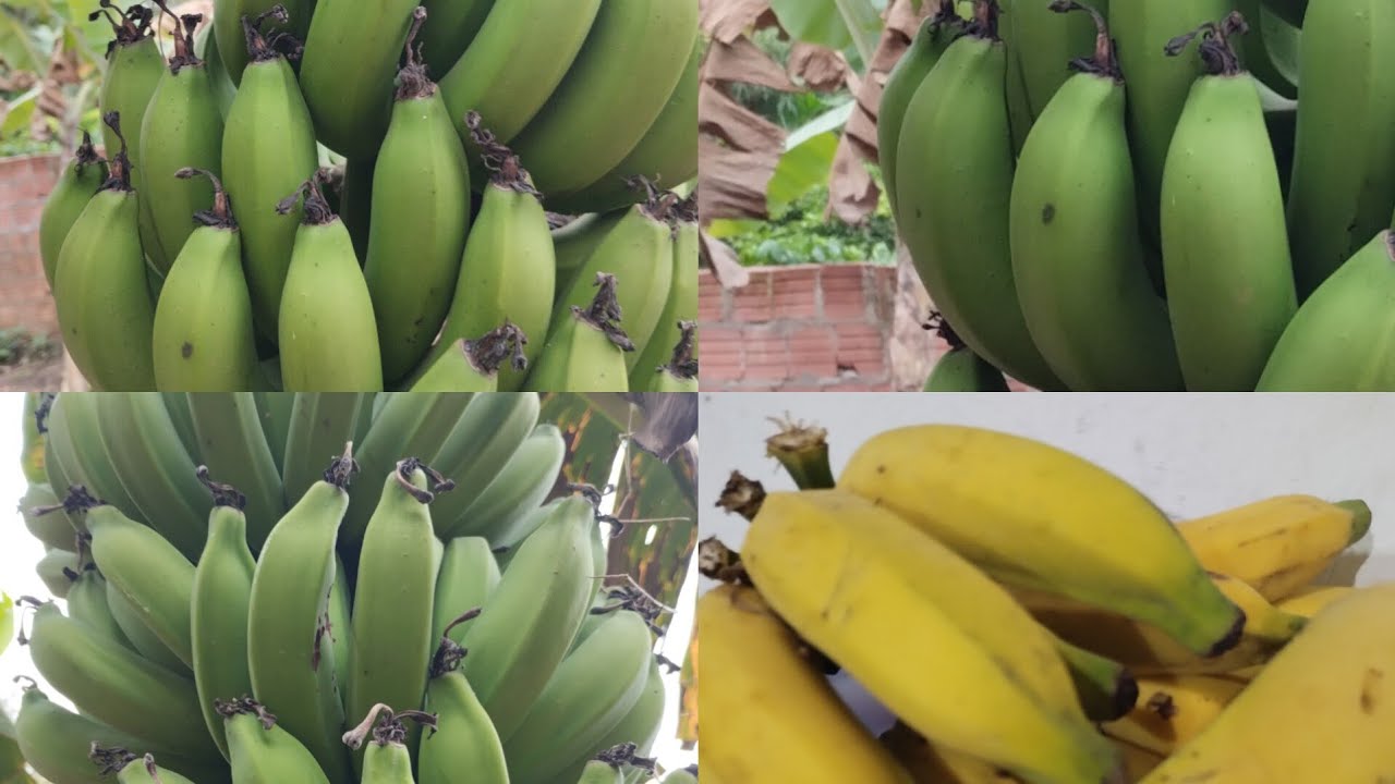 como amadurecer banana rápido de forma natural em apenas três dias ...