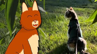 I Have a Kittypet / Update