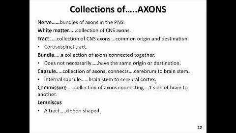 NEUR 2000 Section 02 Part 2 November 11