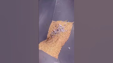 Automatic Rice Milling Machine: Craftsmanship in Full Automation#shorts