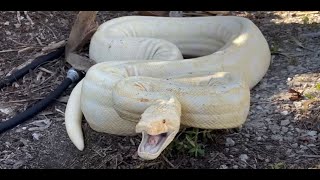 Enormous Albino Boa Constrictor Caught in Florida Backyard: 'This Is Crazy