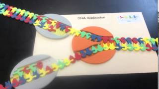 DNA Replication Stop Motion video Profile
