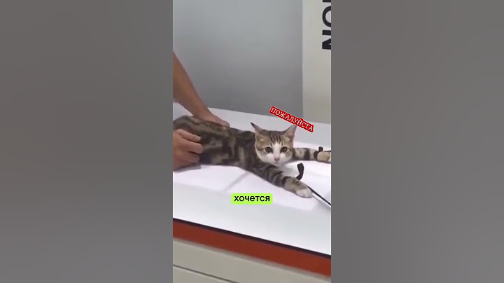 Вы будете удивлены как делают рентген #новости #юмор #коты #кошки #рекомендации
