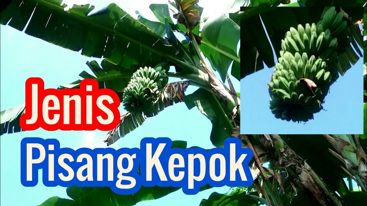 JENIS PISANG KEPOK 