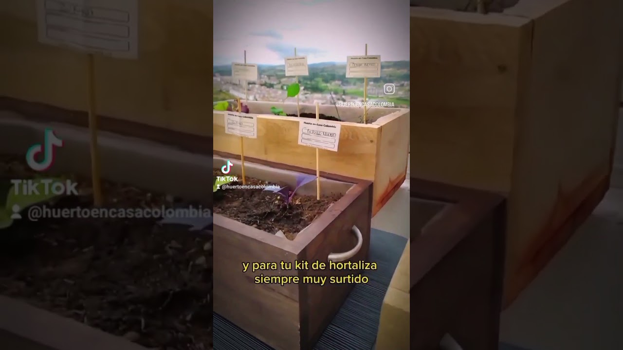 asociaci-n-de-cultivos-la-lechuga-huerto-en-casa-colombia