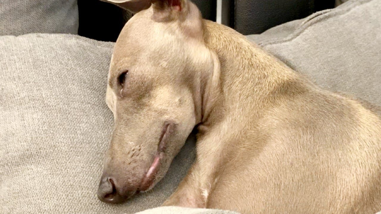 嘘みたいだろ 寝てるんだぜ これで イタリアングレーハウンド Youtube