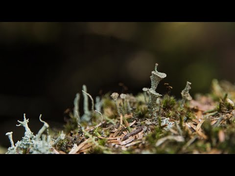 The Temperate Rainforest