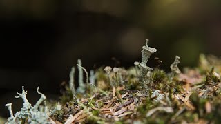 The Temperate Rainforest