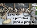 Mudando os pintinhos do pinteiro para o piquete