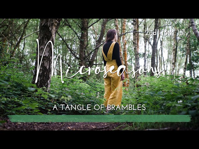 A Tangle of Brambles | Microseasons | No.10 | Nature Walk ASMR