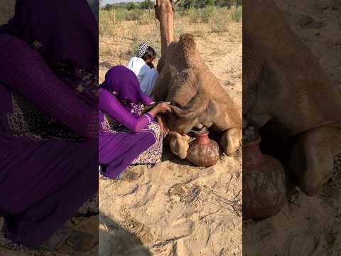 فتاة س يراني ة تبر د جملها بو عاء الماء داخل الخيمة الصحراوية