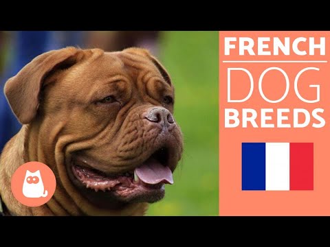 Video: Prancūzijos buldogas ir geriausios šunų veislės iš Prancūzijos