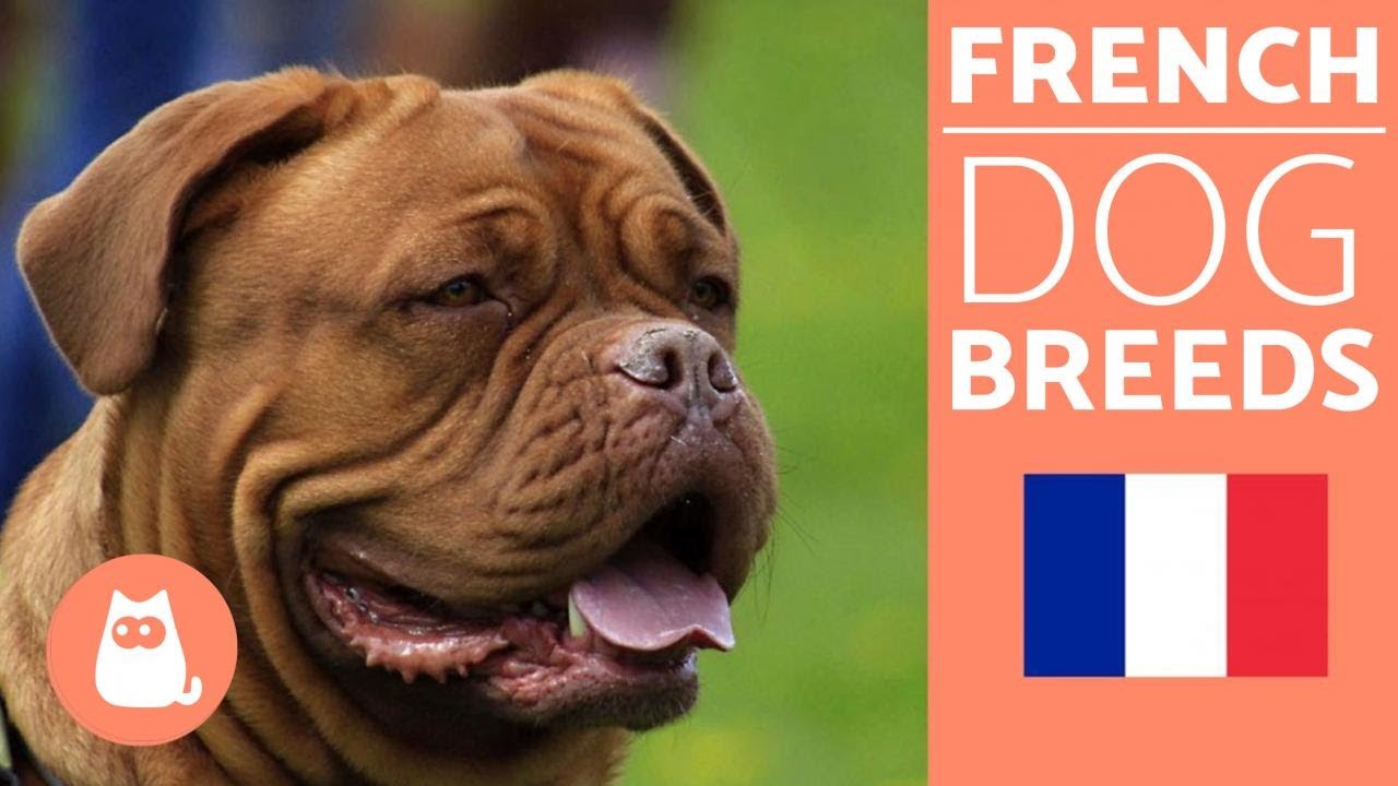 Top 10 French Dog Breeds YouTube