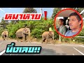 สภาพขากลับ❗️ เมื่อยเด้ 💯นิ่งทุกเชือก🤪หมาหาย😄elephant