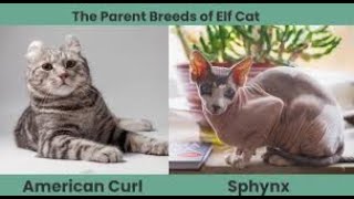 Top 10 Purr Fect Facts About Elf Cats | Top 10 Purr Fect Facts About Elf Cat by puspusmeowmeow 132 views 3 weeks ago 3 minutes, 20 seconds