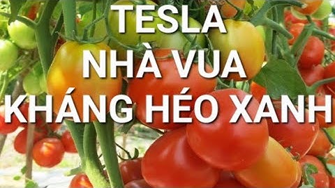 0389640555. Trải nghiệm nông dân trồng giống cà chua TESLA, Kháng HÉO XANH, quả chín đẹp, cứng