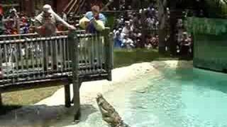 Giant Chicken Feeding Maximo