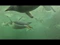 Penguins Feeding Frenzy 