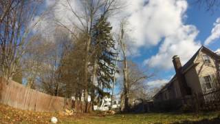 Dead Spruce Pole Timelapse