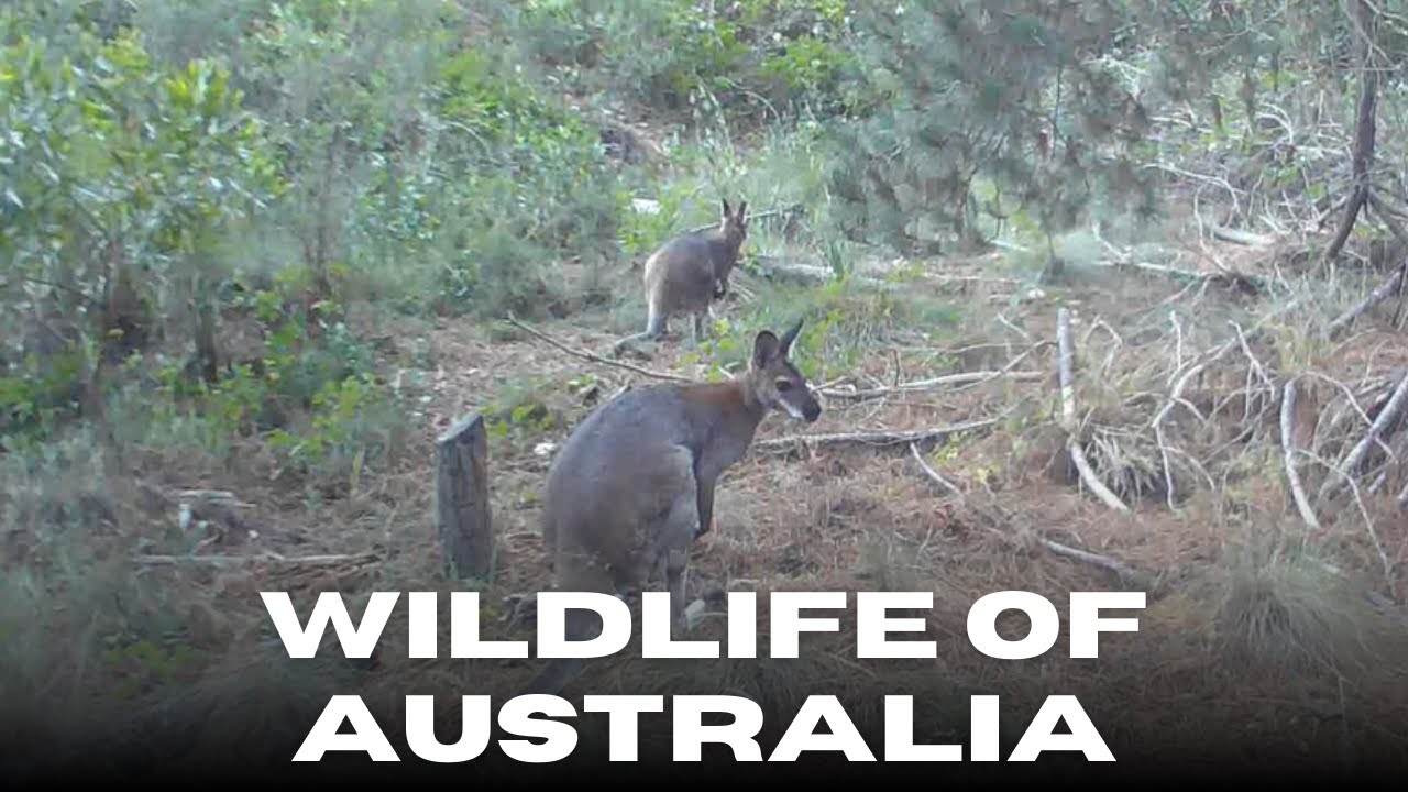Bush Cam Encounters #1 | A Fox, Kangaroos & Unexpected Wildlife