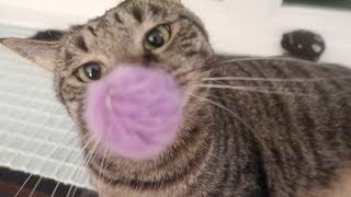 Kikkerland Kitty Phone Clip - Cat Toy Review