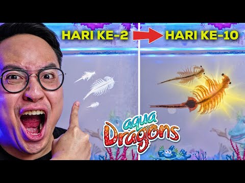 GUE MELIHARA AQUA DRAGONS SELAMA 10 HARI DAN INILAH YANG TERJADI..