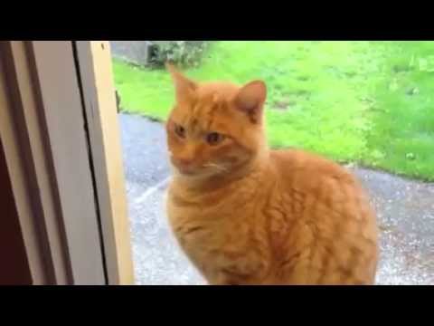 Cat Rings Doorbell