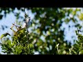 Lesser Whitethroat Song Sylvia Curruca Lesser Whitethroat Song Sylvia Curruca