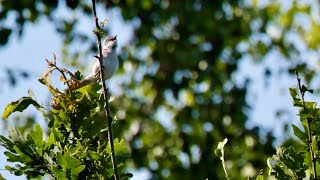Lesser whitethroat song Sylvia curruca